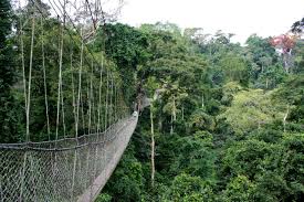 Kakum Park: Canopy Walkway & Wildlife